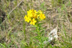 Lithospermum caroliniense croceum