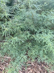 Acacia pentadenia