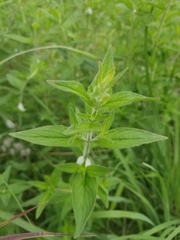 Pycnanthemum verticillatum