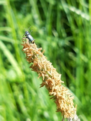 Cordylepherus viridis