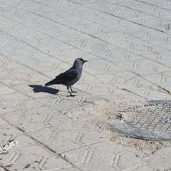 Corvus monedula