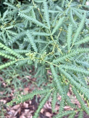 Acacia pentadenia