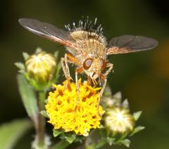 Dejeania bombylans