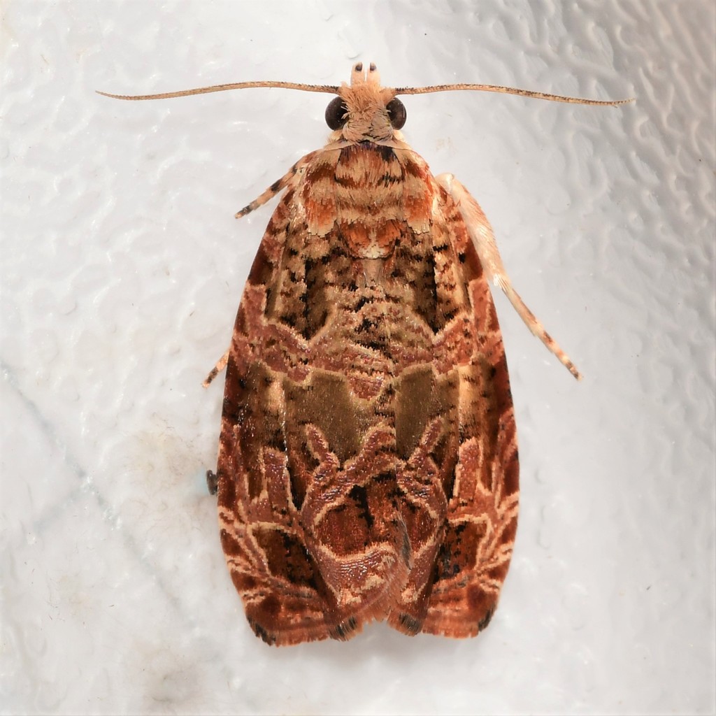 Olethreutes Moths