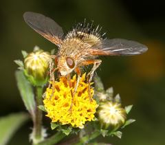 Dejeania bombylans
