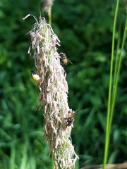 Thricops semicinereus