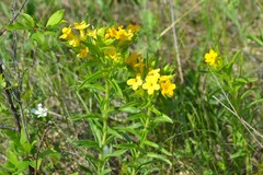Lithospermum caroliniense croceum