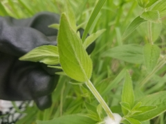 Pycnanthemum verticillatum