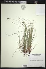Carex deflexa
