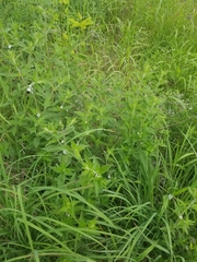 Pycnanthemum verticillatum