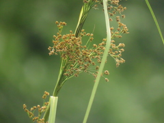 Cladium mariscus mariscus