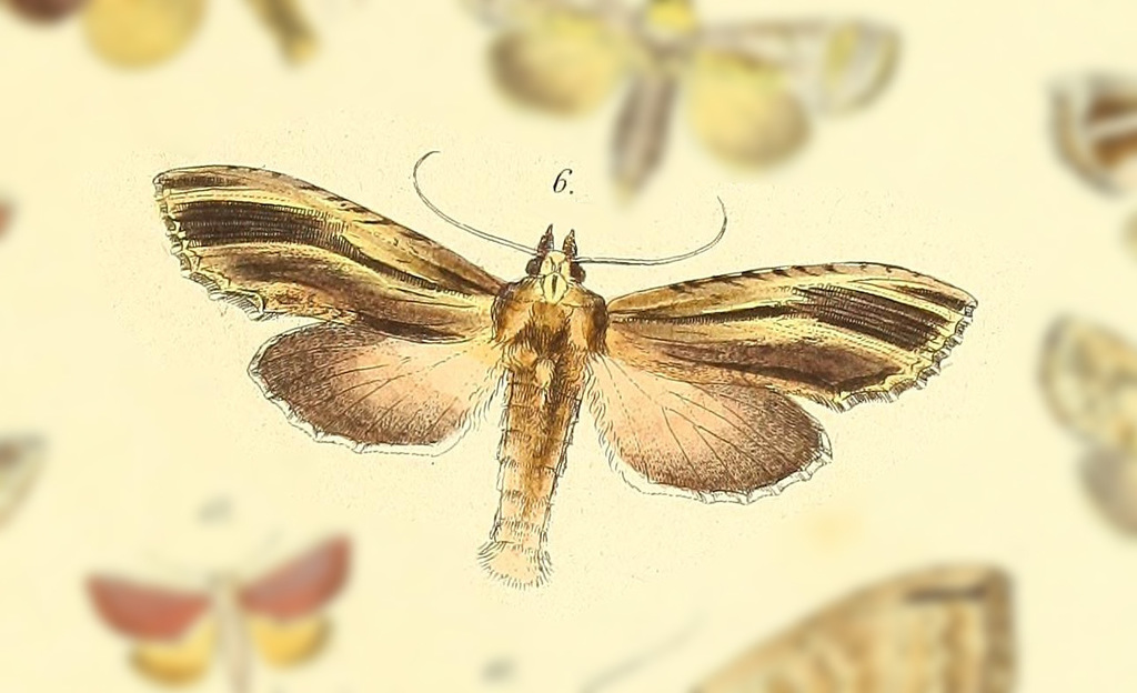 Nystalea lineiplena