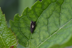 Grapholita tristrigana