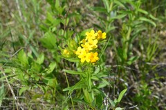 Lithospermum caroliniense croceum