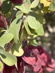 Terminalia prunioides image