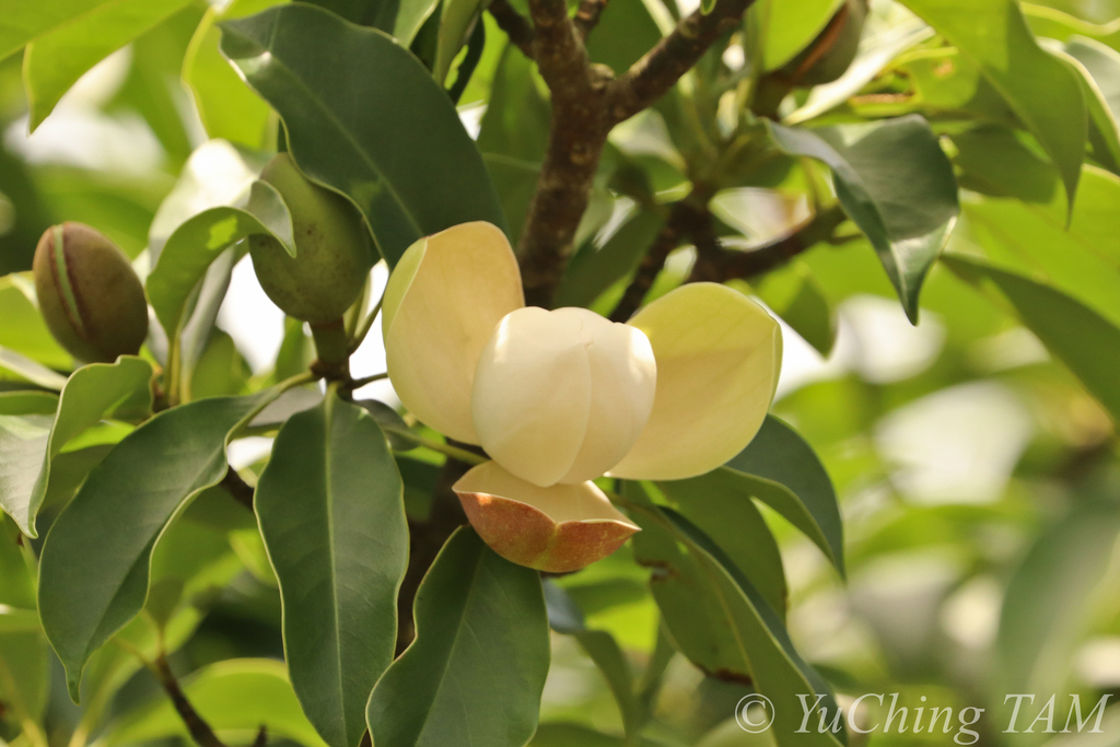 Magnolia fordiana in May 2022 by Yu Ching Tam · iNaturalist