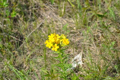 Lithospermum caroliniense croceum