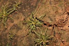 Fimbristylis vahlii