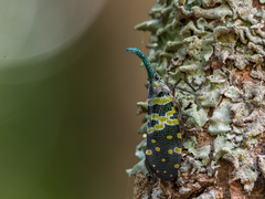 Pyrops viridirostris