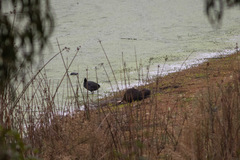 Myocastor coypus coypus