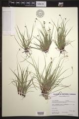 Carex deflexa