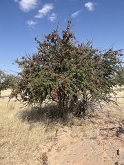 Terminalia prunioides image