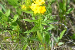 Lithospermum caroliniense croceum