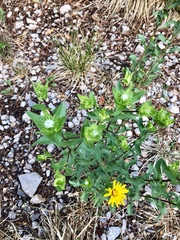 Grindelia scabra
