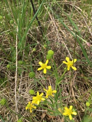 Ranunculus rhomboideus