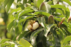 Magnolia fordiana