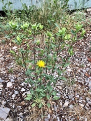 Grindelia scabra