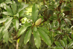 Magnolia fordiana