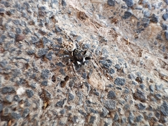 Menemerus semilimbatus