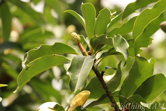 Magnolia fordiana