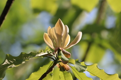 Magnolia officinalis