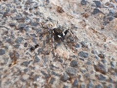 Menemerus semilimbatus