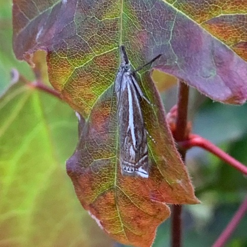 Hook-streaked Grass-veneer, Amsterdam Nieuw-West, Amsterdam, Nederland, photo 10 of 10