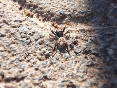 Menemerus semilimbatus