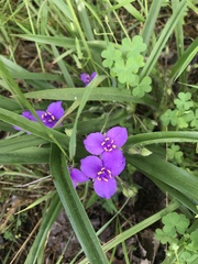 Tradescantia tharpii