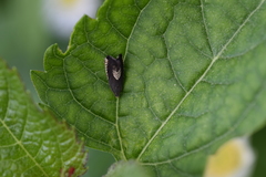 Grapholita tristrigana