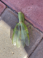 Hierodula transcaucasica