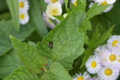 Grapholita tristrigana