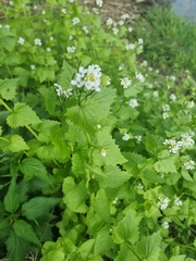 Alliaria petiolata
