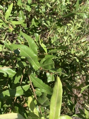 Quercus pumila