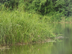 Cladium mariscus mariscus