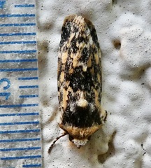 Sympistis singularis