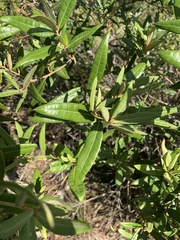 Quercus pumila
