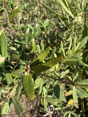 Quercus pumila