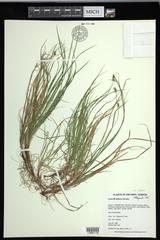 Carex deflexa