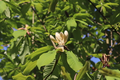 Magnolia officinalis